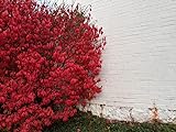 Greenwood Nursery / Live Shrub Plants (Large Selection Inside) - Dwarf Burning Bushes - [Qty: 5 Bare Root Plants] photo / $36.99 ($7.40 / Count)
