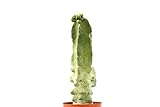 PIANTE GRASSE VERE RARE Lophocereus Schotti V.Maior Mostruoso in vaso coltivazione 16cm Produzione viggiano Cactus Succulente foto / EUR 100,00