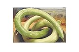 5 x Siceraria Lagenaria Cucuzi - Serpenti - Patisson Semi Zucca KS142 foto / EUR 5,38