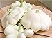 foto Farmerly Kürbissamen, weiße Muschelblume, 35 Samen