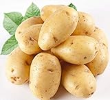 PlenTree 120 pezzi di patate Semi Antirughe nutrizione verde vegetale per il giardino domestico che pianta i semi di patate assorbendo la radiazione foto / 