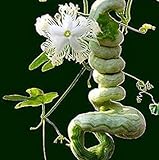 Vista Semi di zucca a serpente lunghi come frutti di serpente e verdure a circa 1,5 m Semi di zucca stagioni facili fagioli di serpente commestibili foto / EUR 9,99