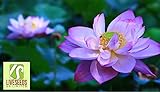 Liveseeds - Ciotola di loto / acqua giglio di fiori di semi / bonsai semi di loto / stagni / colore viola / 5 semi foto / EUR 3,45