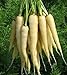 foto PlenTree 500 Samen von Zanahoria Satin Weiß Garten der Karotte