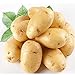 foto Kartoffelsamen Anti-Falten Ernährung Grün Gemüse für Hausgarten Pflanzkartoffelsamen Strahlung absorbiert 5 Samen / pack