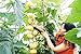 foto Vistaric 30 teile/beutel Importiert Kürbiskerne Outdoor Sukkulenten Cucurbita Golddraht Kürbis Bonsai Topf Gemüseanlage für Garten Decor 12