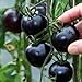 foto Yukio Samenhaus - 20 Stück Bio-Cherrytomate Fleischtomate Tschernij Prinz schwarz Tomatensamen fruchtig aromatisch