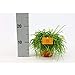 foto Korallenkaktus 20 cm Rhipsalis cassutha pflegeleichte Zimmerpflanze