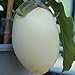 foto 10 Samen White Egg Aubergine – eiförmige, weiße Früchte