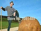 PLAT firm-SEMI gigante patata dolce Seeds Salute Antirughe nutrizione Verde Verdura seme per il giardino domestico 50Pcs / Bag foto / EUR 15,89