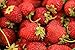 foto Erdbeere -Four Seasons- Packung- 20 Samen (Trägt vom Frühjahr bis zum Herbst)