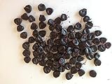 20 semi di mais nero Piante semi di ortaggi frutta Seeds foto / EUR 3,50