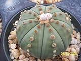 Astrophytum Asterias Nudun dollaro di sabbia cactus raro fiore di cactus di semi 30 semi foto / EUR 10,99