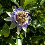 I semi di fiore della passione blu - Passiflora caerulea foto / EUR 3,44
