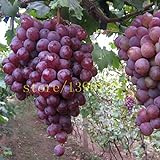 Pinkdose 50 pezzi semi d'uva cinesi semi d'uva di frutta a basso costo molto dolce facile crescere i semi della frutta per la semina giardino di casa foto / 