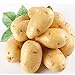 foto Kartoffelsamen Anti-Falten-Ernährung Grün Gemüse für Hausgarten Pflanzkartoffelsamen Strahlung absorbiert 10 Samen / Packung