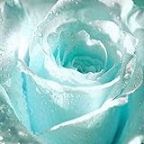 Ncient 20/50 Semi Sementi di Rosa Blu Chiaro Semi di Fiori Rari Pianta Profumati per Orto Giardino Balcone Interni ed Esterni foto / EUR 0,99