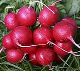 Plantree Crimson Giant: 200+ Nuovi Semi di ravanello Non OGM - Champion Cherry Belle Crimson Giant Scarlet Globe foto / 