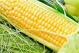 Pinkdose 100% reali 20 gialli semi di mais dolce NO-OGM ortaggio seme per il giardino domestico foto / 