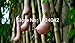 foto 10PC Gemüse und Fruchtsamen Melonensamen Vietnam Milch Melonenkerne als eine Brust Bonsai Frau Pflanzen Samen