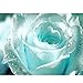 foto Keland 50 Edelrose Rosensamen Blütemeer für Ihr Garten, Lange Blütezeit, Blumensamen mehrjährig edle Form und samtiges Aussehen (Hellblau)