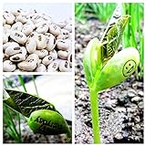 Pinkdose 10pcs / bag mini Giappone fagioli semi con parole scherza il regalo bonsai semi magici semplice pianta in vaso DIY casa e giardino ortaggi semi foto / 