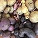 foto PLAT FIRM KEIM SEEDS: 0,03 g (. Ca. 30-35 Samen) -: Samen fÃ¼r True Kartoffelsamen oder TPS | Solanum tuberosum | tetraploid Mix