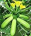 foto Vistaric 20 teile/beutel Organische Zucchini Samen Sommer Kürbis (Cucurbita pepo) outdoor Gemüsesaatgut für Hausgarten Pflanzen samen