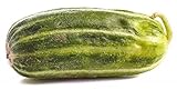 Mini Cetriolo melone 'Carosello Scopatizzo Barese' - 10 Semi foto / EUR 4,50