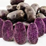 Go Garden 100 Pz viola semi di patata viola patata dolce nutrizione delizioso verdi foto / 