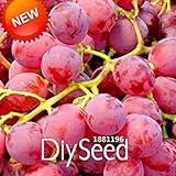 SEMI PLAT firm-Nuovo arrivo! 100 pc/pacchetto rosso dolce semi d'uva avanzata Frutta Seme naturale crescita uva Delicious giardinaggio piante da frutto, 66HFVK foto / EUR 12,99