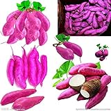 Pinkdose Giallo piante di patate dolci piante da giardino Bonsai Jicama/dolci frutta e verdura piante di patate per 20 Pz imballaggio di trasporto: viola foto / 