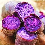 Visa Store Porpora: Davitu 20Pcs / Bag Semi di patate dolci Cibo fresco Vegetali da giardino Piante da giardino Rosso semi di patate viola - (Colore: Viola) foto / 
