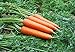 foto SEEDS PLAT FIRM-sehr beliebt Biennalen carota Samen 2000pcs, weit kultiviert Essbare WurzelgemÃ¼sesamen, Mini Garten Karottensamen