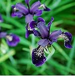 Fiore - Iris chrysographes Nero Oro - 50 Semi - Confezione Grande foto / EUR 8,39