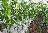 SEMI PLAT FIRM-Happy Farm nero dolce di mais per l'impianto di 400 pezzi, annuali per i supermercati grano Semi, Zea Mays mais Semi foto / EUR 12,99