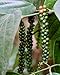 foto Piper Nigrum, echter schwarzer Pfeffer, 10 Samen