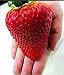 foto Riesen Erdbeere -Doppel-Packung- (Gigantisch Große Erdbeeren , die größten der Welt) 40 Samen