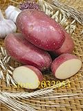 Pinkdose semi bonsai patata rossa di patate pelle 200 Empress Semi di ortaggi provenienti dalla Cina NO-OGM per la casa orto foto / 