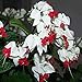 foto Keland Garten - Selten 50 Stück Fuchsien (Fuchsia) magellanica Blumensamen Weiß Zierpflanze pflegeleicht, geeignet für Ihr Garten, Balkon, Terassen