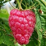 Lampone “Versailles” Rosso Rifiorente SENZA SPINE (Rubus idaeus) [Vaso 1,5 Litri] foto / EUR 9,60
