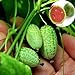 foto BigFamily 10pcs mini semi di anguria molto dolce succo di frutta giardino di casa cortile prezioso