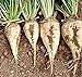 foto Zuckerrüben Süße weiße Rüben Non-GMO Gemüsefutter - 5 gr ~ 180 behandelten Samen