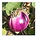 foto Premier Seeds Direct Violetta Di Firenze Auberginen beinhaltet 150 Samen