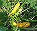 foto Bobby-Seeds Bio-Zucchinisamen Gold Rush Portion
