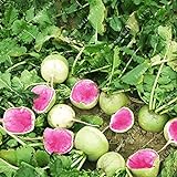 Shoopy Star 100PCS Cherry Belle ravanello Seeds Vegetables veloce Grow gigante facile coltivare ortaggi foto / 