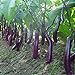 foto 100pcs weiße lange Auberginen Samen asiatischen Obst & Gemüse Samen Hohe Keimungrate Anlage für Heim & Garten Pflanze leicht 2 bis wachsen