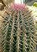 foto TROPICA - Kakteen Fasskaktus ( Ferocactus stainesii sy. Pilosus ) - 40 Samen