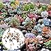 foto Rosepoem Sukkulenten Samen Gemischt Sukkulenten Pflanzgefäß Kaktus Topf Pflanzensamen Zahn Pflanze Bunte Sukkulenten Botanischen Samen, 400 Stücke