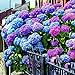 foto Yukio Samenhaus - Selten 20 Stück Freiland-Hortensie winterhart Blumensamen Bauernhortensie Hydrangea macrophylla Gartenhortensien